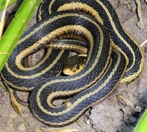 Garter snake PHOTOS: Ann Brokelman
