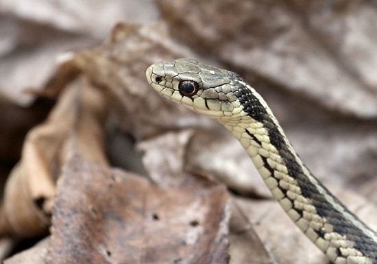 wild side-garter snake beach 176