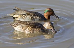 Green-winged teal. PHOTO: Ann Brokelman