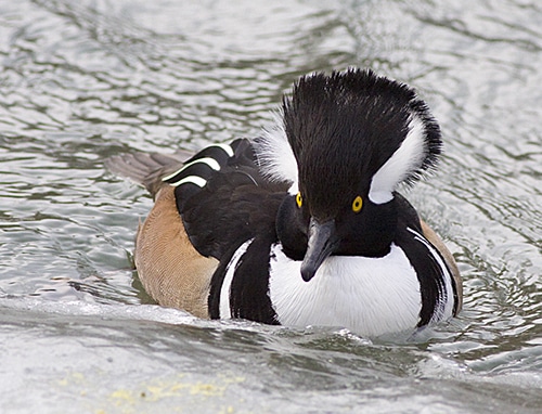 Hooded merganser. PHOTO: Ann Brokelman
