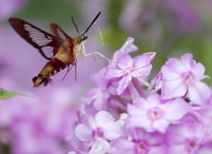 The hummingbird moth can often be mistaken for its namesake, feeding on the same nectar the birds enjoy. PHOTO: Ann Brokelman