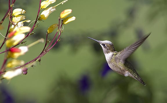 A hummingbird feeds in preparation for migration. PHOTO: Ann Brokelman