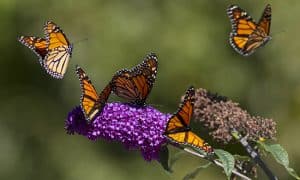Raptors aren’t the only airborne attraction this time of year – monarch butterflies are also in the midst of their annual migration to warmer climes. PHOTO: Ann Brokelman