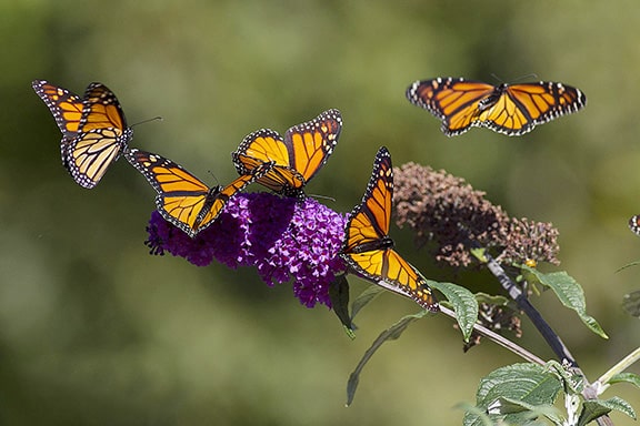 Monarch butterflies feed before making their way to Mexico for the winter. PHOTO: Ann Brokelman