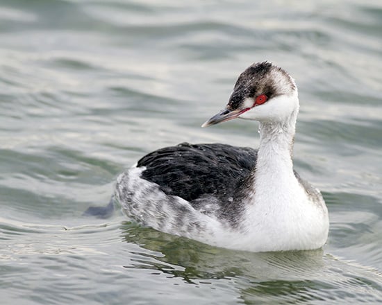An adult horned grebe is seen in its winter plumage. PHOTO: Ann Brokelman