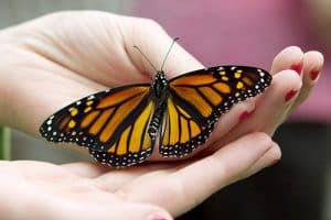 A monarch butterfly before release. PHOTO: Ann Brokelman