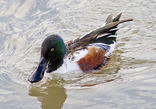 wild side-northern shoveler_MG_8843w