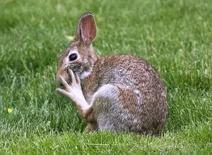 A wild rabbit’s deceptively dangerous back foot. PHOTO: Ann Brokelman