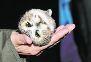 A saw-whet owl is released after banding. PHOTO: Ann Brokelman