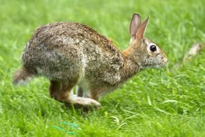 A healthy adult rabbit in motion. PHOTO: Ann Brokelman