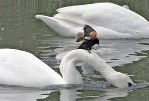 wild side-rwbb_MG_2095