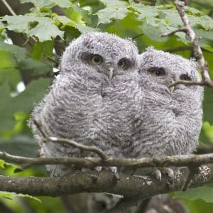 Spring bird matings resulted in an abundance of young birds in the East End, including two of a trio of screech owls, above, a cardinal, below right, and a killdeer with its young, bottom. PHOTOS: Ann Brokelman