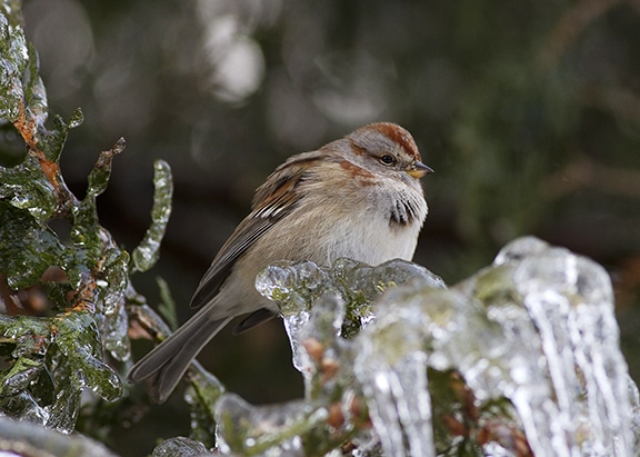 wild side-stuck sparrowIMG_3689 web