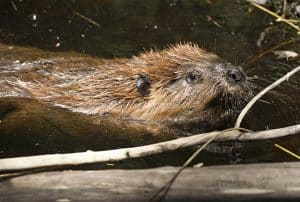 The beaver uses trees for food (bark and buds) as well as for shelter, building its dam from the tree’s trunk and branches. PHOTO: Ann Brokelman