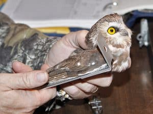 A saw-whet owl’s wing size is measured. PHOTO: Ann Brokelman