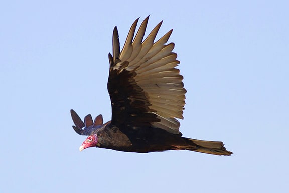 Turkey vulture in flight. PHOTO: Ann Brokelman