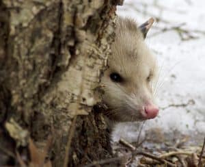 This opossum was spotted in a yard near the Scarborough Bluffs. PHOTO: Ann Brokelman