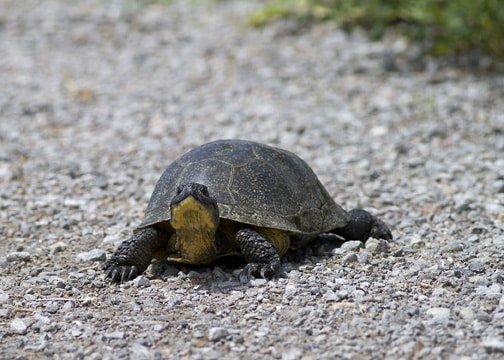 wildside-BlandingTurtle