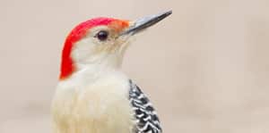 Red-bellied Woodpecker