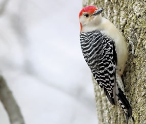 Red-bellied woodpecker